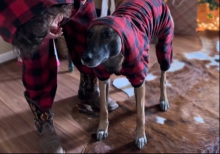 ŽESTOK KAO ZVER, A SRCE OD PAMUKA Reakcija belgijskog ovčara na poklon obišla je svet! (VIDEO)